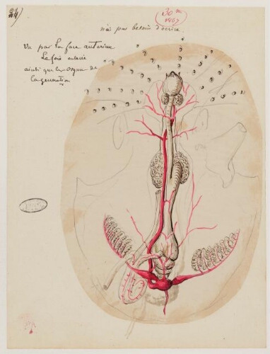30ème leçon, 3ème année d'enseignement au Muséum, 1867 - Céphalopodes, appareil de la circulation centrale de la seiche.