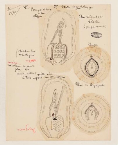 11ème leçon, 2ème année d'enseignement en Sorbonne, 1870 - Morphologie de l'Ascidie et le sous-ordre des Cheilostomes d'après Busk.