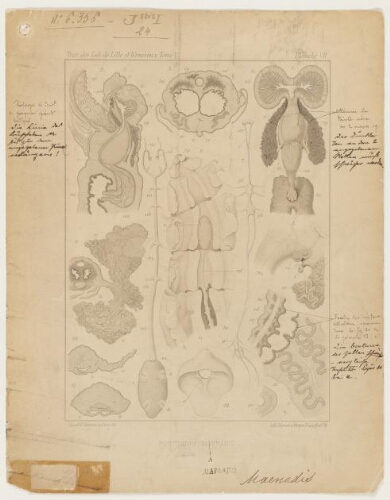 Épreuves d'impression des Travaux de la station zoologique de Wimereux, annotées par Alfred Giard et Jules Bonnier.