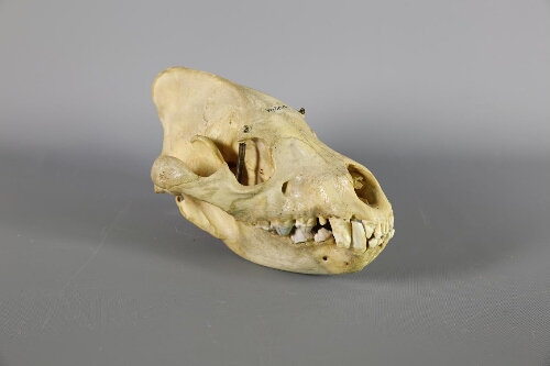 Crâne de hyène rayée (Hyaena hyaena)