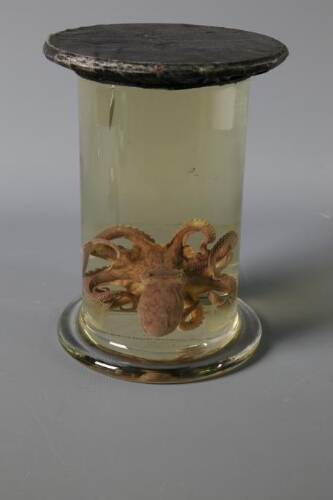 Pieuvre commune ((Octopus vulgaris)