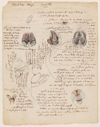 Études de spécimens - 	Sujets d'étude non-identifiés : dessins d'étude anatomique, planches, croquis.