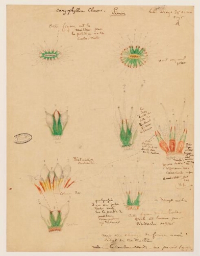 Études de spécimens - Caryophyllia clavus : dessins d'étude anatomique.