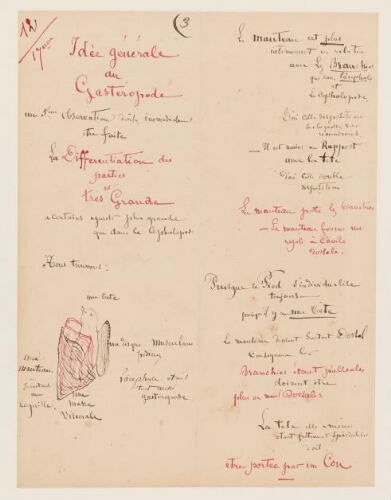 17ème leçon, 12ème année d'enseignement en Sorbonne, 1880 - Idée générale du Gastéropode