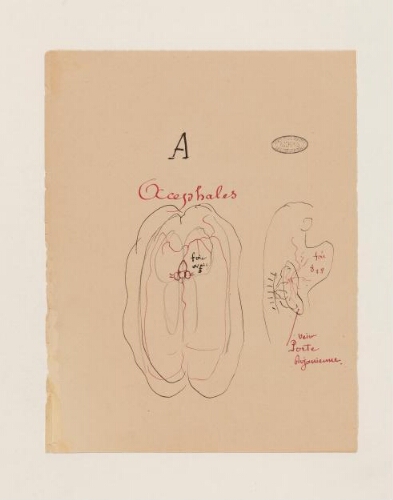 Études de spécimens - Acéphale : dessins d'étude anatomique, notes.