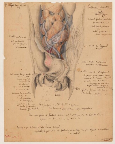 Études de spécimens - Testacella haliotidea : dessins d'étude anatomique, croquis, notes.