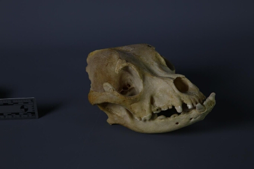 Crâne de chien à museau court (Canis familiaris)