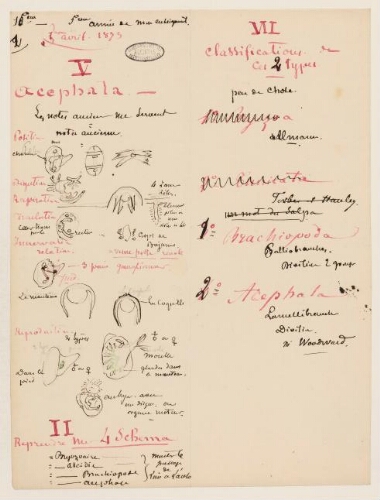 15ème leçon, 5ème année d'enseignement en Sorbonne , 5 avril 1873 - Acéphale, schéma et classification.