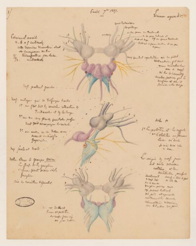 Études de spécimens - Limax agrestis : dessins d'étude anatomique.