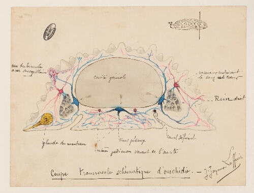 Coupe transversale schématique d'Onchidie, Jean Joyeux-Laffuie : dessin d’étude anatomique.