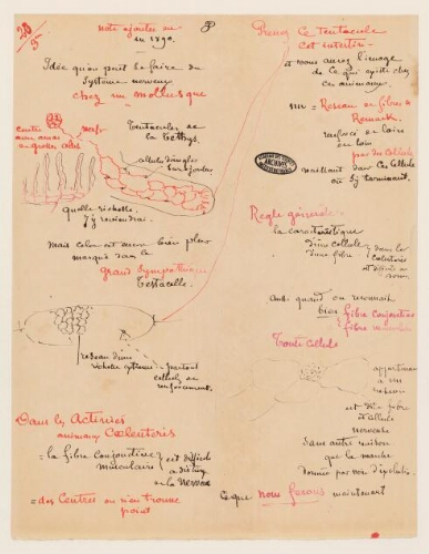 Faculté des sciences de Paris. La Sorbonne.3ème leçon, 20ème année d'enseignement  en Sorbonne, 1887 - Note ajoutée en 1890, idée qu'on peut se faire du système nerveux chez les Mollusques.