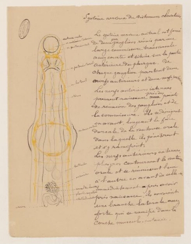 Système nerveux du Distonum clavatum, auteur non-identifié  : description anatomique manuscrite et illustrée.