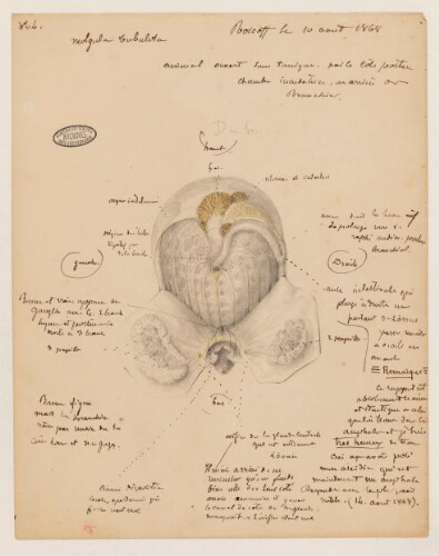 Études de spécimens - Molgula tubulosa : dessins d'étude anatomique, planches annotées.