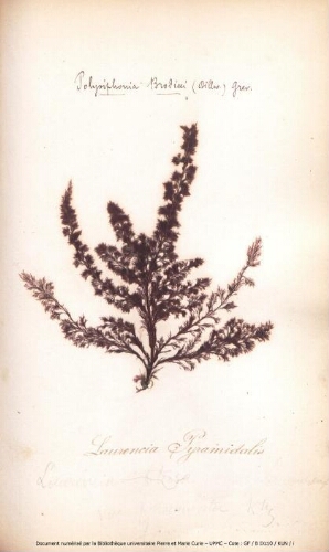 Herbier d’algues de Roscoff