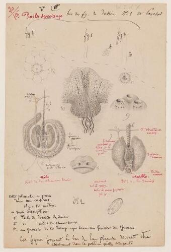 19ème leçon, 20ème année d'enseignement en Sorbonne, 1888 - Poils spéciaux, ailes de la chauve-souris et oreilles de la souris
