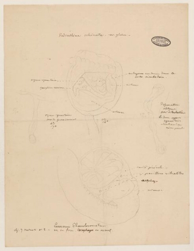 Études de spécimens - Pedicillina echinata -  Loxosoma phascolosomata : dessin d'étude anatomique.